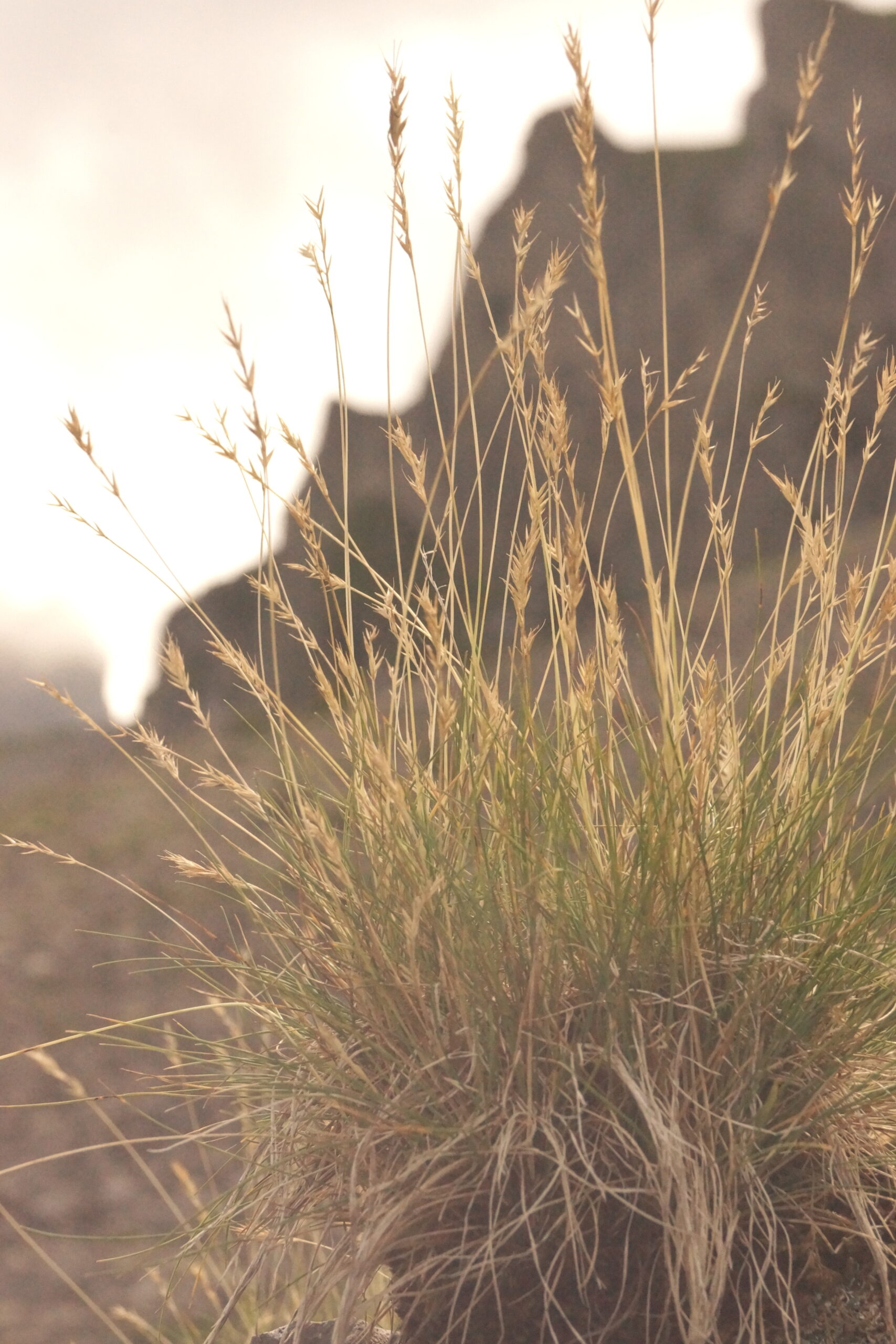 Hütte Bütschi Trachsel Erwin Priska